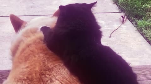 cat stroking his friend