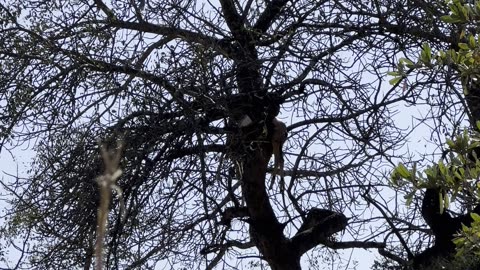 leopard attacked and eat deer Kruger park