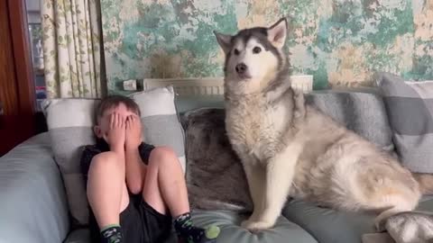 Huskies Hilarious Reaction To My Kids Fake Crying Prank!!