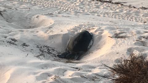 Turtle Using Her Flippers to Dig a Pit in the Sand to Lay Her Eggs