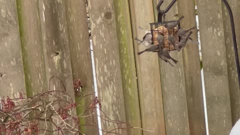 Bushtits on suet feeders, snowy backyard