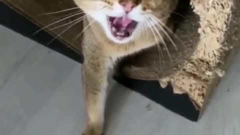 Angry cat video