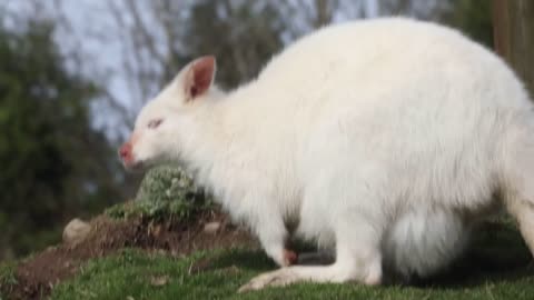 Baby wallaby emerges from mother's pouch after seven months