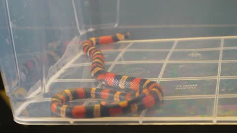 WHAT IF THE MILK SNAKE SEES LEECH? LEECH VS MILK SNAKE [Live feeding!]-2