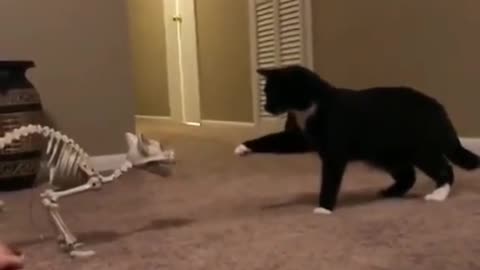 Funny cats