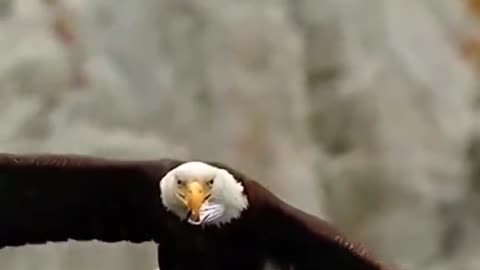 Eagle Eating Mid Flight In Slow Motion