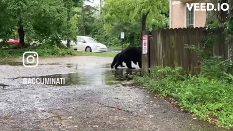 Black bear and her little cubs caught downtown neighborhood homes and businesses district