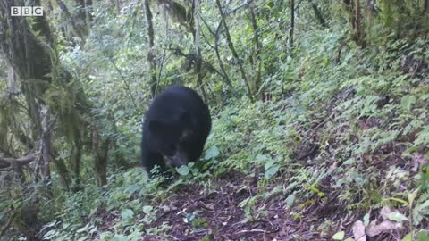 How Can Bees Save Bears BBC Earth Witness I BBC Earth