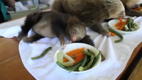 Lunch Time For Sloth Babies !