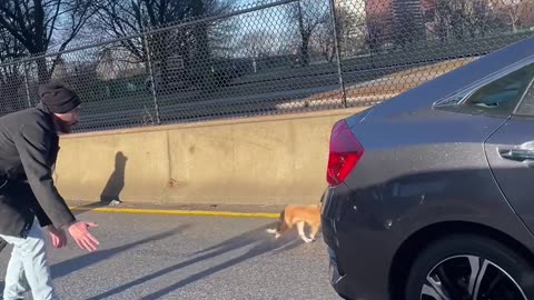 Dog Halts Sunday Morning Traffic in Boston