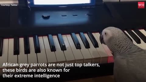 Amazing ! African grey parrot plays tune on piano