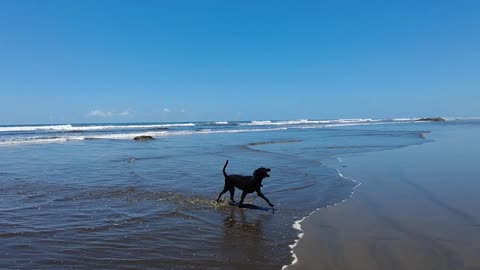 🐕"Beach Buddies: 🐶 How Dogs Enjoy Their Time by the Seashore"🐕