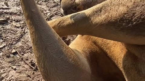 The way the King of Earth sleeps # Kangaroo Shake Hands