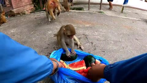 A group of monkey enjoying watermelon | feeding watermelon to the hungry money | monkey | animal