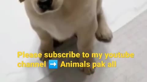 dog eating more asking was man funny video funny clip Please subscribe to my youtube channel ➡️