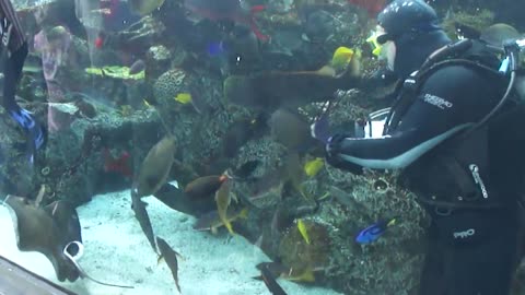 Stingray tries to eat a fish at the Aquarium of the Pacific