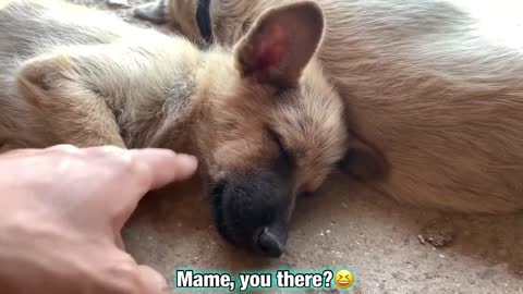 First Time eating watermelon 🍉 Their reaction was funny😆 // funny dog video.