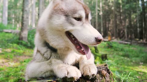 Beautiful husky dog in the forest