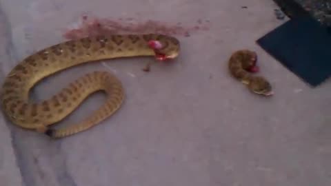 Rattle Snake Head cut off and still biting