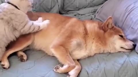 Dog gets a cat massage