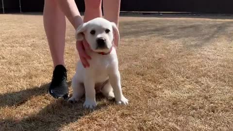 Schroeder the Lab Puppy Takes His Temperament Test!