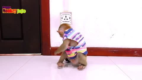 Confused Monkey is Upset With its Tail #shorts #viral #shortsvideo #video