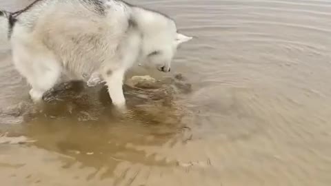 Smart dog catching crabs at the seaside video