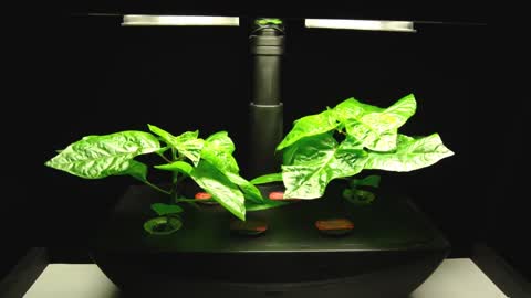 Time Lapse Pepper Growing