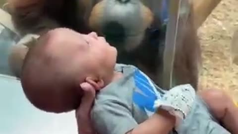 CURIOUS ORANGUTAN INSPECTS BABY