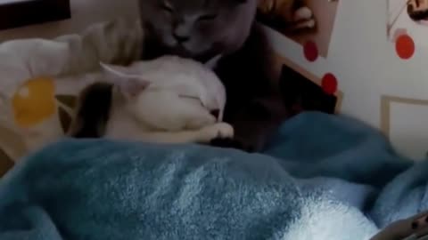 Cute Cat Couple funny monents