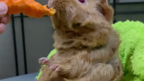 guinea pig learns how to sit