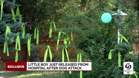 Utah boy, 5, survives dog mauling