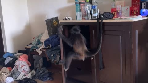 Monkey Invites Itself Into Hotel Room