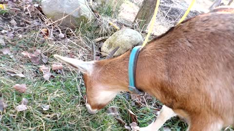 Flock it Farm: Goat pen updates