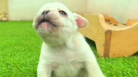 Puppy sound #Puppy #Dog #pets #animals