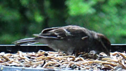 Chirping Sparrows