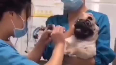 pug dog doesn't like doctors