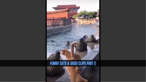 Funny Cats & Dogs Clips Part 2