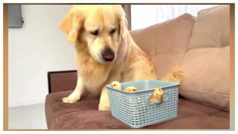 What does a Golden Retriever do when sees Baby Chicks-viral