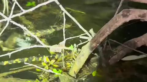 Don’t forget your bug spray in the Everglades