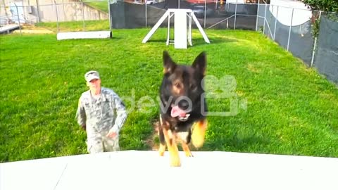 Us soldier giveing training A K9 dog