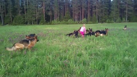 Precious Little Girl Plays With 14 German Shepherds