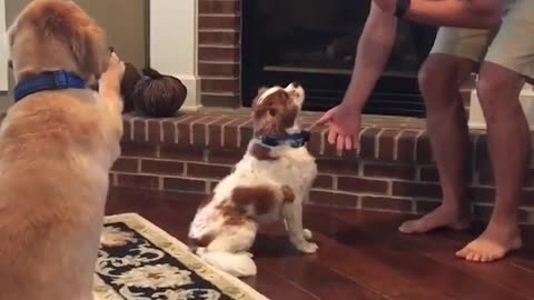 Funny Golden Retriever Coaches Lil Pup! #Shorts #Dogs #Funny