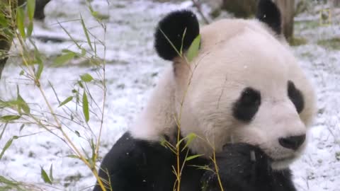 Giant Pandas 101 | Nat Geo Wild