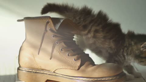 Close up Adorable tabby kitten climbing out of a boot with sunlight