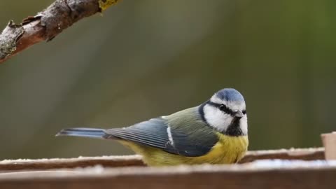 Relaxing bird sound