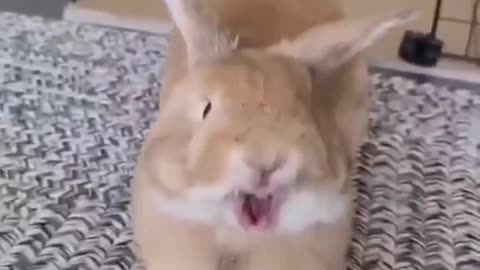 The rabbit wanted to sleep