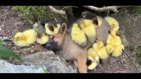 A little dog made a quilt of ducklings