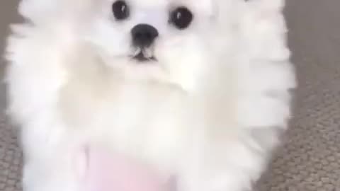 Funny animal video of the day 😅🤣🤣