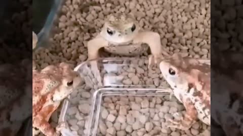 🎀 Baby Cute A Little Animals and Funny Frogs Videos#4 🎀